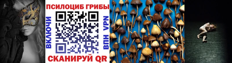 где можно купить   Дюртюли  Псилоцибиновые грибы Psilocybe 